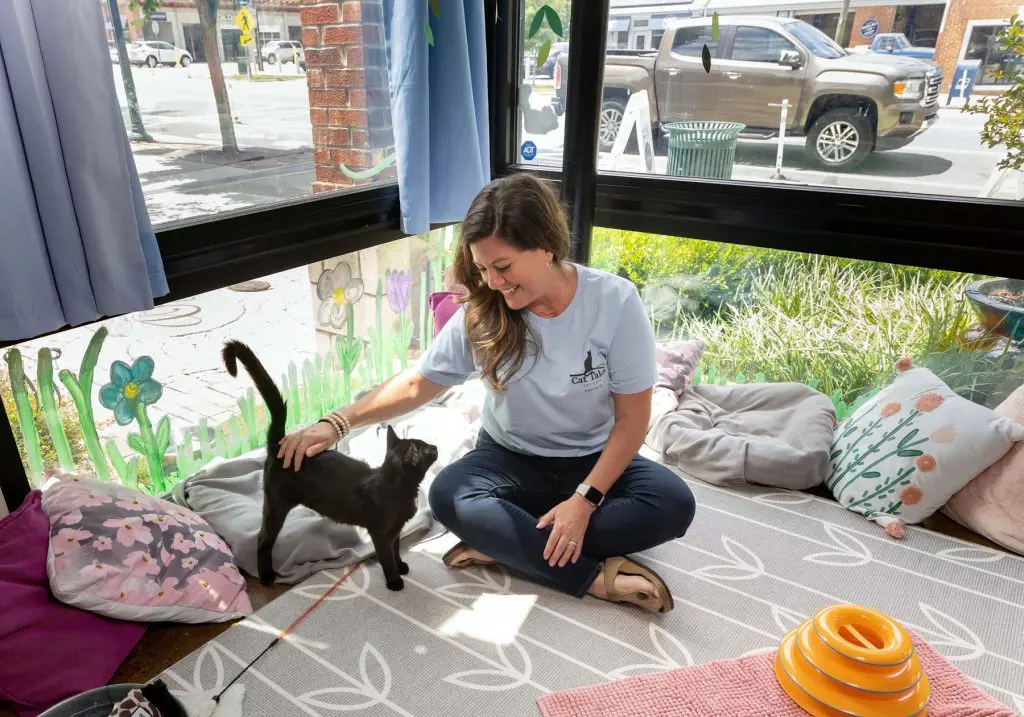 Cat cafe's in the Triangle