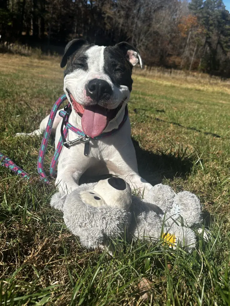 Where to donate pet food and toys in the Triangle