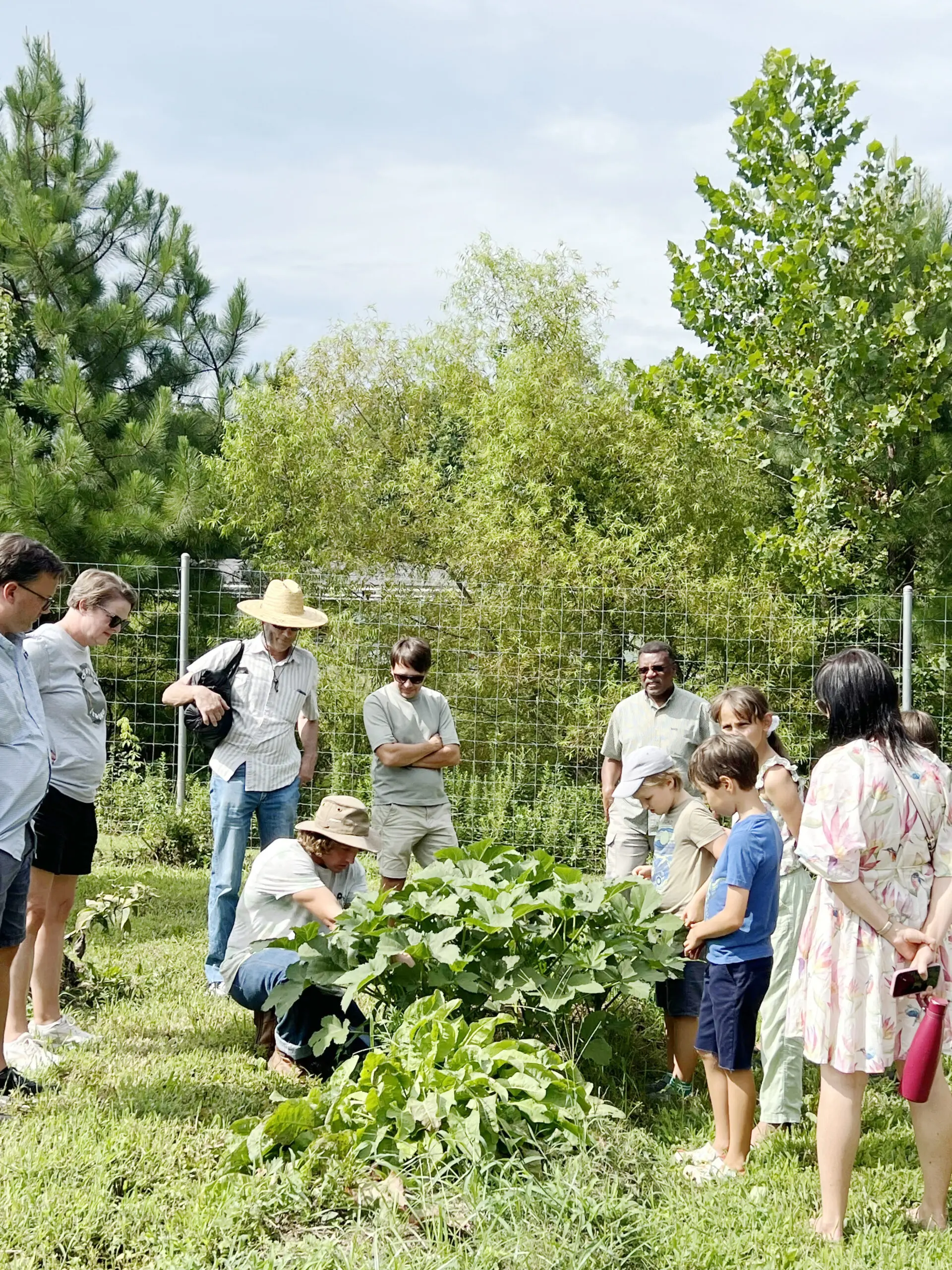 A group of children and adults gather around an okra plant as a gardener crouches down to tend to the plant.