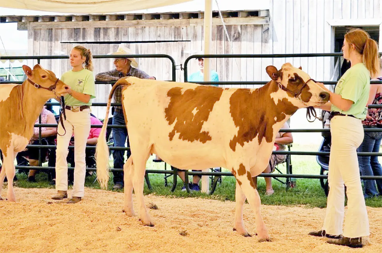 Two women hold cows by their halters inside of a pen.