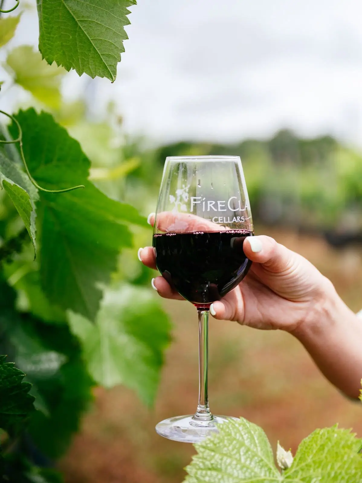 Hand holding a glass of red wine etched with the FireClay Cellars logo, framed by grapevine leaves with rows of vines blurred behind