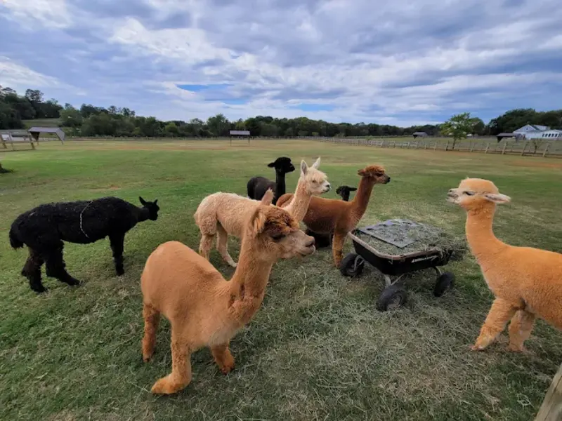 alpacas gathered in a grass field with a wheelbarrow and trees in background
