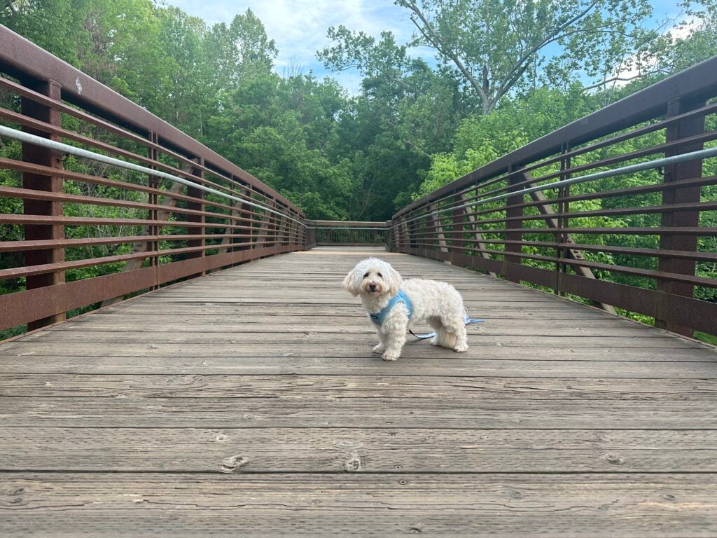 Hiking trails in Hillsborough NC
